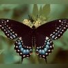butterflyeclect